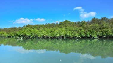 Tropikal bir mangrov ormanının sakin sularını çevreleyen dingin mavi gökyüzü altında dağınık bulutlar..
