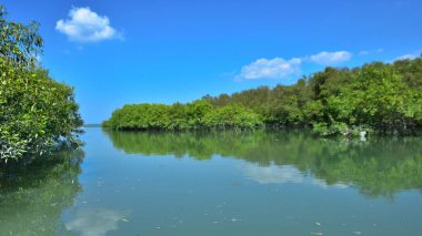 Tropikal bir mangrov ormanının sakin sularını çevreleyen dingin mavi gökyüzü altında dağınık bulutlar..