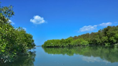 Tropikal bir mangrov ormanının sakin sularını çevreleyen dingin mavi gökyüzü altında dağınık bulutlar..