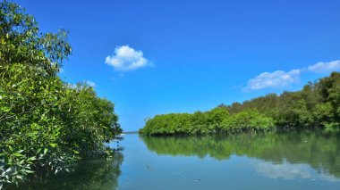 Tropikal bir mangrov ormanının sakin sularını çevreleyen dingin mavi gökyüzü altında dağınık bulutlar..