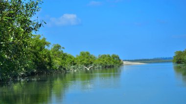 Tropikal bir mangrov ormanının sakin sularını çevreleyen dingin mavi gökyüzü altında dağınık bulutlar..