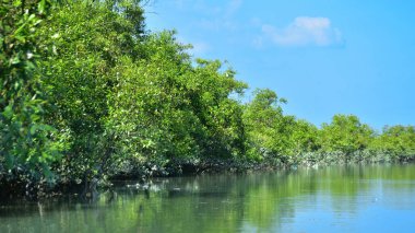 Tropikal bir mangrov ormanının sakin sularını çevreleyen dingin mavi gökyüzü altında dağınık bulutlar..
