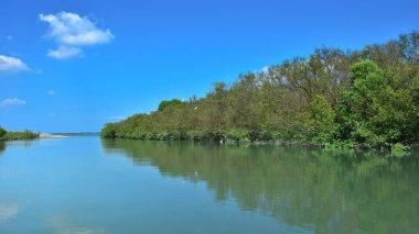 Tropikal bir mangrov ormanının sakin sularını çevreleyen dingin mavi gökyüzü altında dağınık bulutlar..