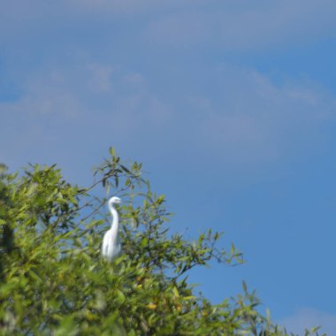 Mavi gökyüzünde beyaz balıkçıl kuşu