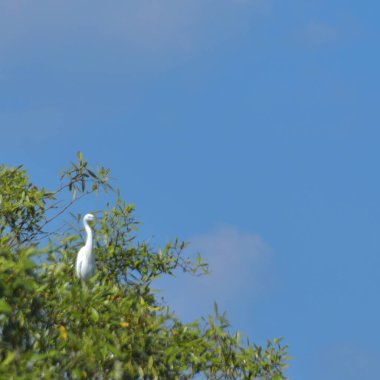 Gökteki beyaz leylek