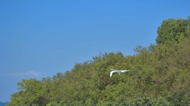 Mavi gökyüzünün arka planında beyaz balıkçıl
