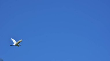 Açık Mavi Gökyüzüne Uçan Beyaz Akbalıkçıl Uzayı Kopyala