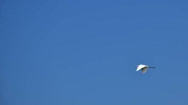 Açık Mavi Gökyüzüne Uçan Beyaz Akbalıkçıl Uzayı Kopyala