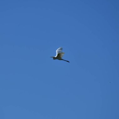 Açık Mavi Gökyüzüne Uçan Beyaz Akbalıkçıl Uzayı Kopyala