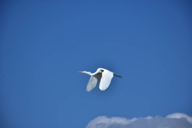 Açık Mavi Gökyüzüne Uçan Beyaz Akbalıkçıl Uzayı Kopyala