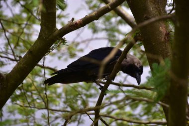 Ormandaki ağaçtaki karga