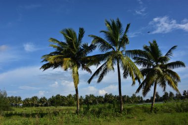 Parktaki palmiye ağaçları