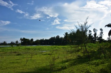 Mavi gökyüzü ile pirinç tarlasının manzarası