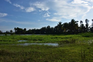 Yazın yeşil çim tarlası, Tayland