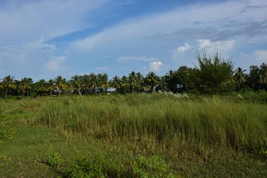 Tarlada palmiye ağaçları.