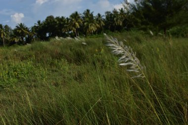 Parkta yeşil palmiye ağaçları