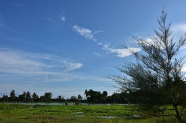Arkaplanda yeşil ağaç ve mavi gökyüzü