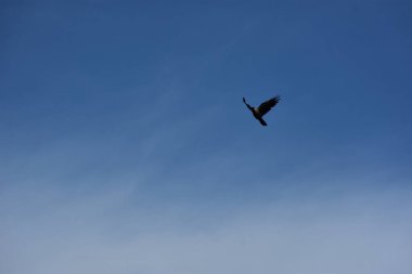 Gökyüzünde martı