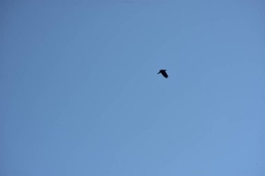 Martı gökyüzünde uçuyor.