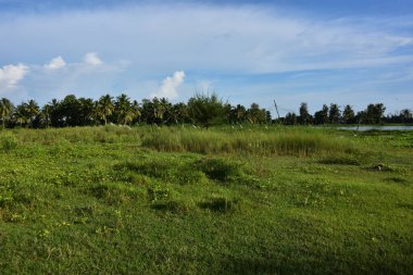 Yeşil çimenler ve bulutlu mavi gökyüzü. Beyaz bulutlu manzara.