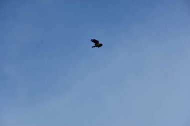 Gökyüzünde martı