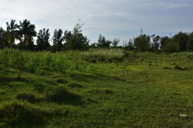 Güzel yeşil bir tarlası olan manzara.