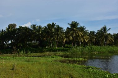 palmiye ağaçlarında tropikal orman