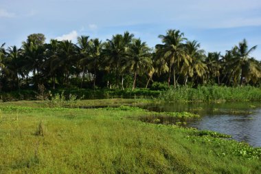 Arka planda palmiye ağaçları olan nehir.