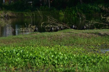Bahçedeki güzel yeşil çimenler