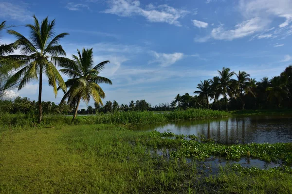 Parkta yeşil palmiye ağaçları