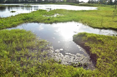 Sabahları yeşil çimenler.