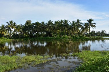 Sri Lanka sahilinde palmiye ve pirinç tarlaları