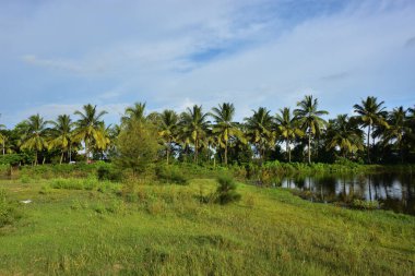 Ormandaki nehirde Ormandaki