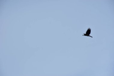 Kuş gökyüzünde uçuyor.