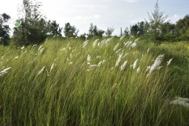 Doğanın güzel manzarası