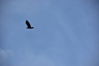 Gökyüzünde uçan bir martı.