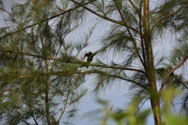 Siyah başlı kartal vahşi bir ağaçta