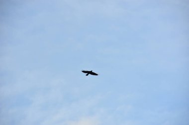 Kartal bulutlarla gökyüzünde uçar.