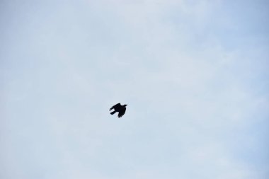 Gökyüzünde uçan martı