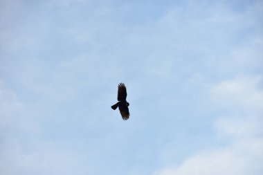 Gökyüzünde bir kuş