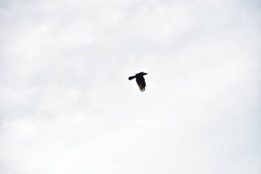 mavi gökyüzünde uçan bir kuş