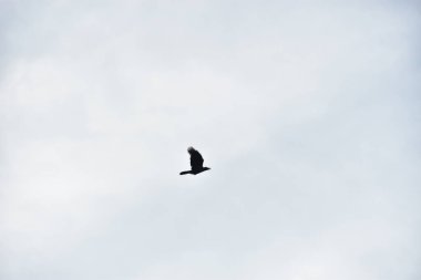 Kuş gökyüzünde uçuyor.