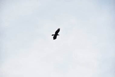 Mavi gökyüzünün üzerinde uçan siyah bir uçurtma