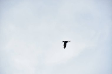 Gökyüzünde bir kuş