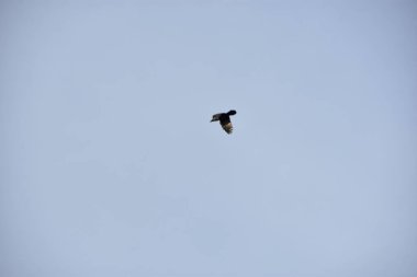 Beyaz bulutlarla mavi gökyüzüne doğru uçan kartal