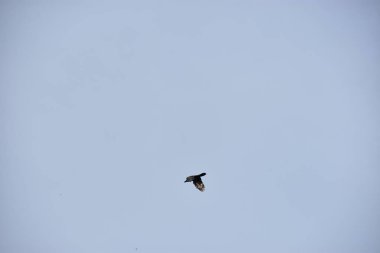 Kuş gökyüzünde uçuyor.