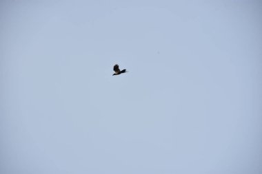 Martı gökyüzünde uçuyor.