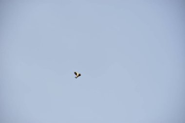 Uçan kuşlar uçuyor, doğa ve hayvanlar