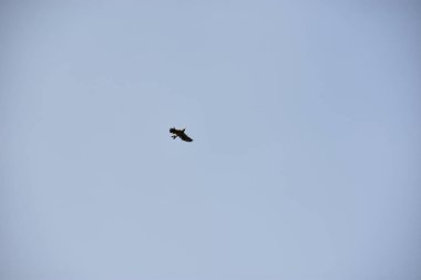 Gökyüzünde uçan kartal