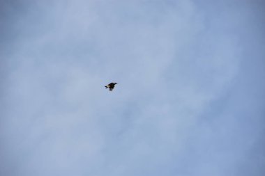 Martı gökyüzünde uçuyor.